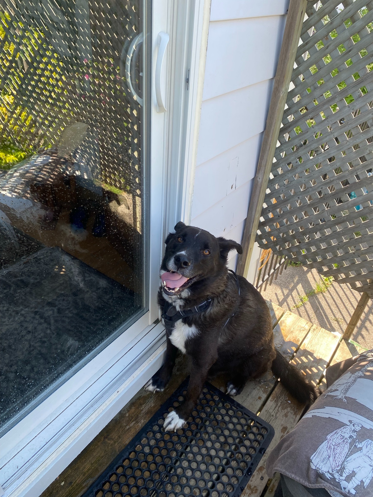 The original photo of Buddy sitting on the porch.